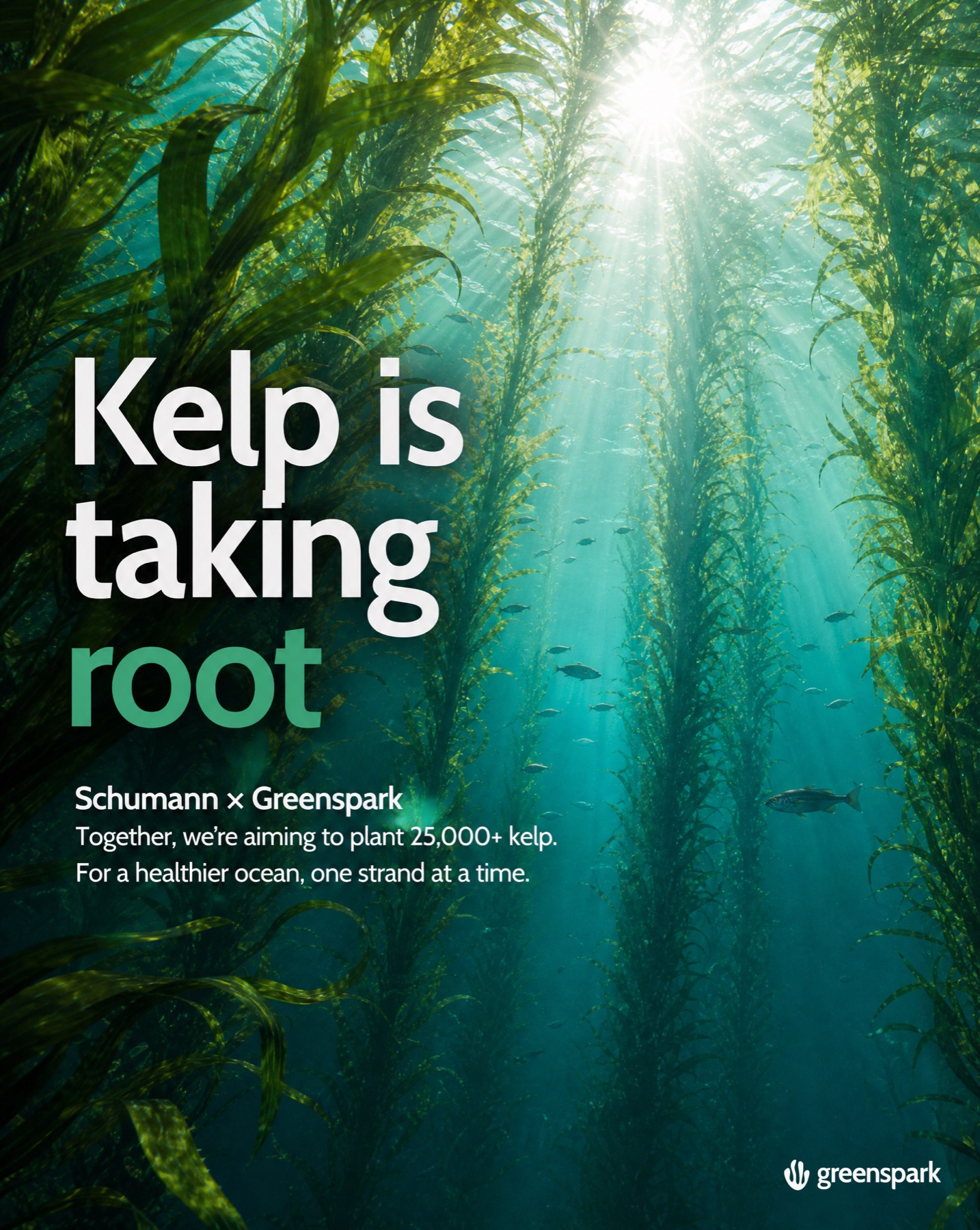 Instagram still — Kelp is taking root
